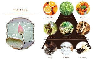 3446411 REED DIFFUSER 100ml. (MADE TO ORDER =300 PCS)